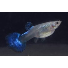 Guppy Female Blue  (Poecilia Reticulata)