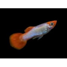 Guppy Female Koi  (Poecilia Reticulata)