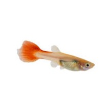 Female Red Guppy (Poecilia Reticulata)