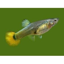 Female Yellow  Guppy (Poecilia Reticulata)