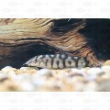yoyo loach  Lochachata Botia