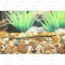 Twig whiptail Farlowella