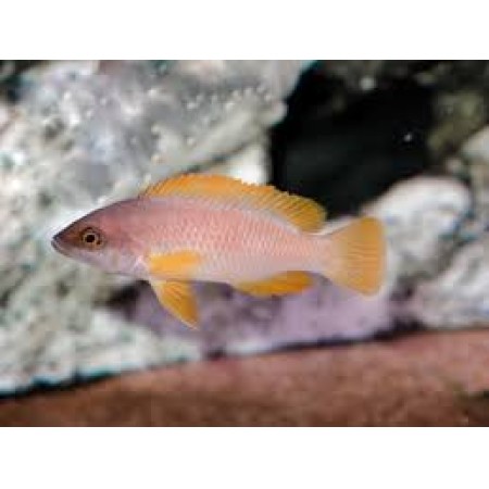 Neolamprologus Mustax