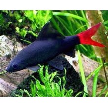 Redtail Black Shark