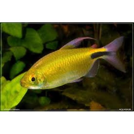 Alestes African Longfin Tetras