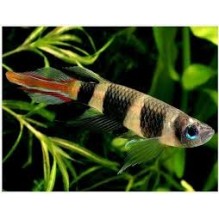 Killifish Clown