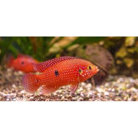 Red Jewel - Hemichromis Lifalili