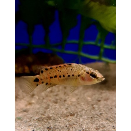 Badis Assamensis