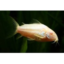 Cory Albino