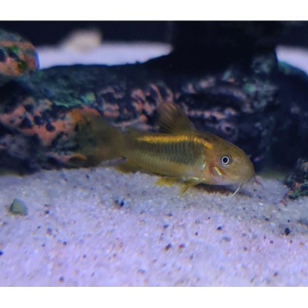 Corydoras Peru Orange Laser