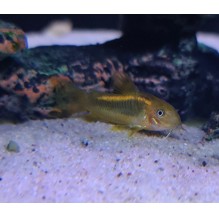 Corydoras Peru Orange Laser
