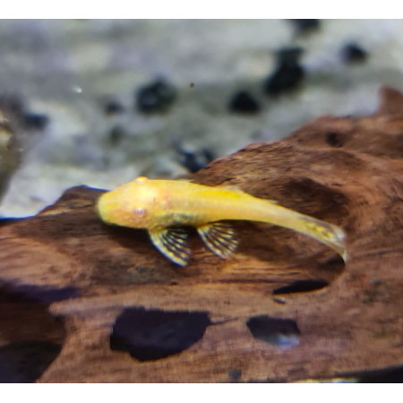 Ancistrus Sunshine