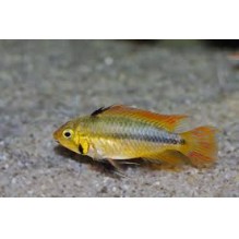 Apistogramma Cacatoides Sunburst