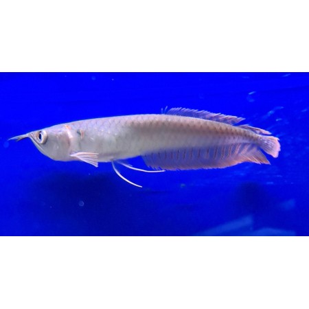 Silver arowana captive bred 6-7"