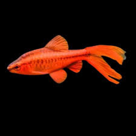 Cherry Longfin Barb x2