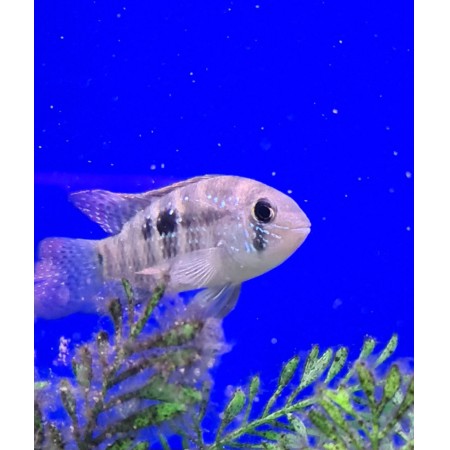 Wild Blue Acara 4"