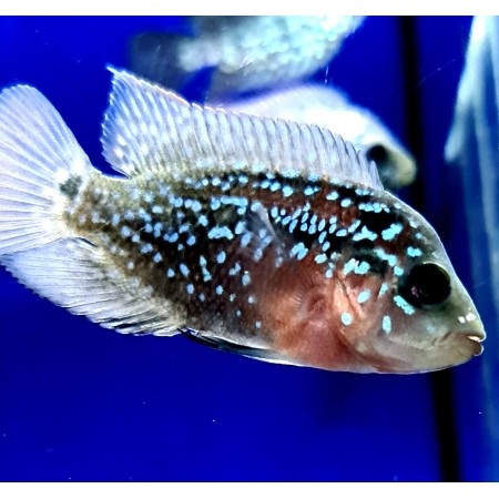 Flowerhorn Pearl 3"