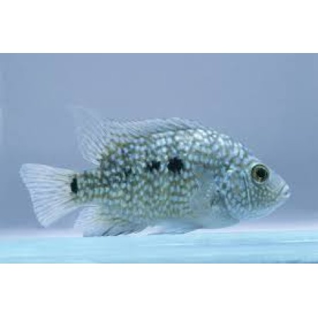 Texas Cichlid