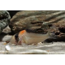 Corydoras Adolphi
