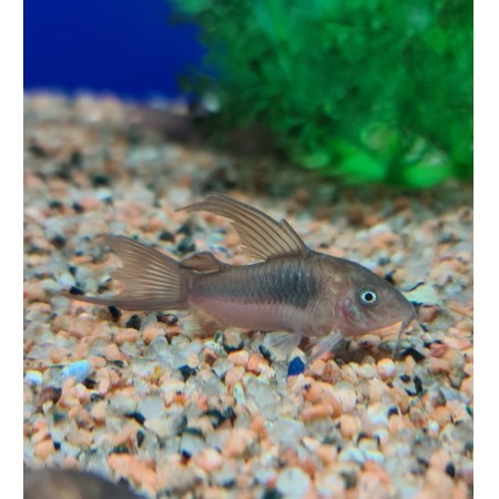 Corydoras Bronze Longfin
