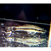 Ottocinclus Affins