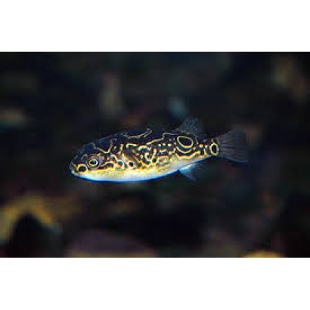 Puffer Figure 8
