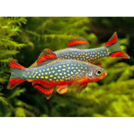 Rasbora Galaxy /Celestial  Danio- Celestichthys margaritatus