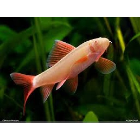 Albino Ruby Shark