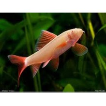 Albino Ruby Shark
