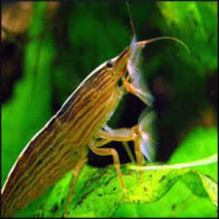 Shrimp Bamboo