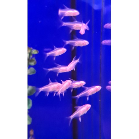 Lemon Albino