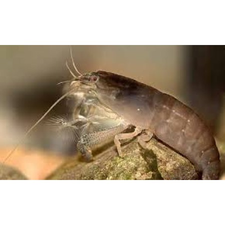 Shrimp Armoured
