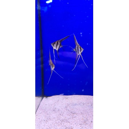 Angelfish F1 Rio onncio altums