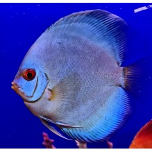 Dwarf Cichlids/ Discus & Angels