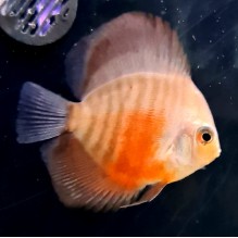 2.5 inch Red & White