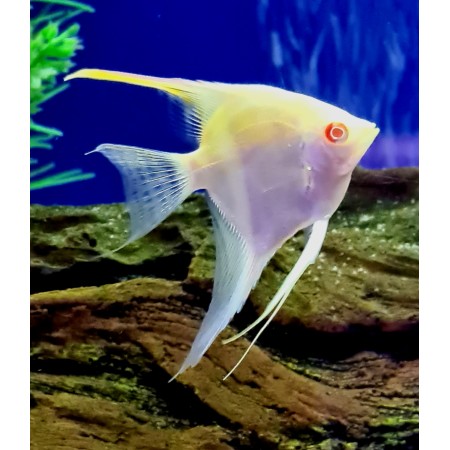 Angel Red Back Albino