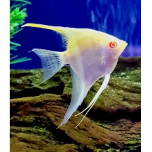 Angel Red Back Albino