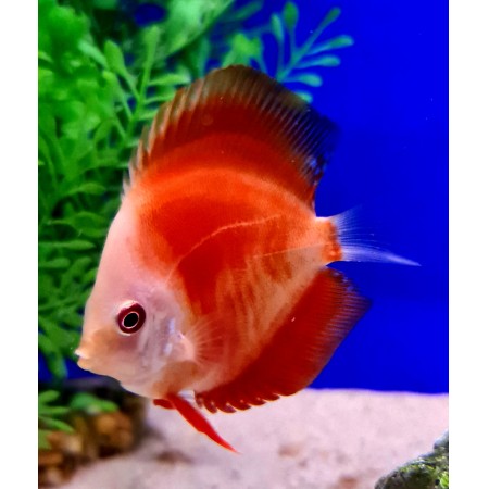 Discus 2 inch asstd