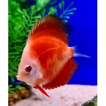 Discus 2 inch asstd