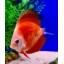 Discus 2 inch asstd