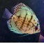 Discus 2 inch asstd