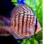 Discus 2 inch asstd