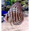 Discus 2 inch asstd