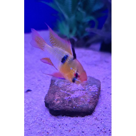 Ram German Blue - Microgeophagus ramirezi XL