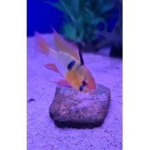 Ram German Blue - Microgeophagus ramirezi XL