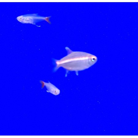 Red Laser - Hemigrammus coeruleus