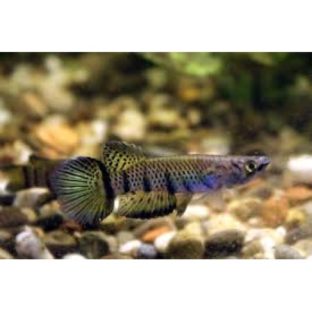 Killi Epiplatys Sexfasciatus wild