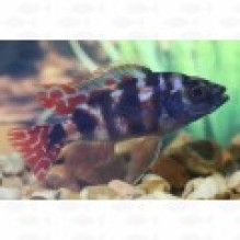 Haplochromis Milomo VC10