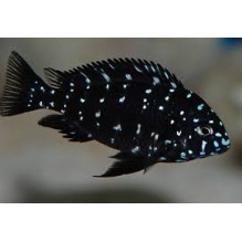 Tropheus Dubosi