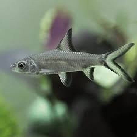 Silver Shark 3" to 4" - Balantocheilos Melanopterus